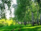 Продаю 10 ГА дачное хозяйство за 500 тысяч рублей (5 фотографий)